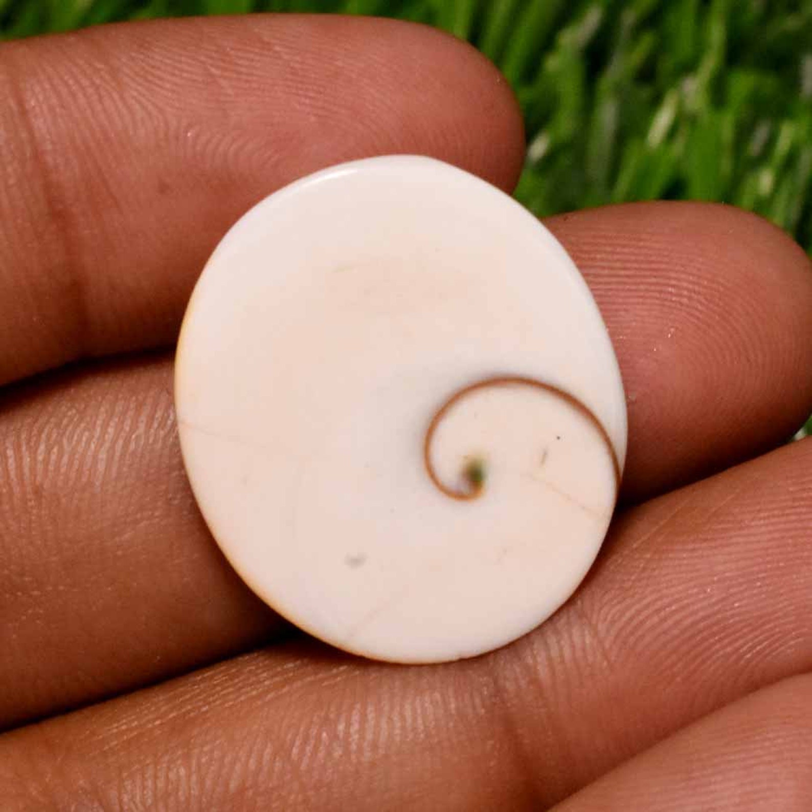 26.5 Cts Shiva Eye Shell Gemstone Shiva Eye Shell Shiva Eye | Etsy