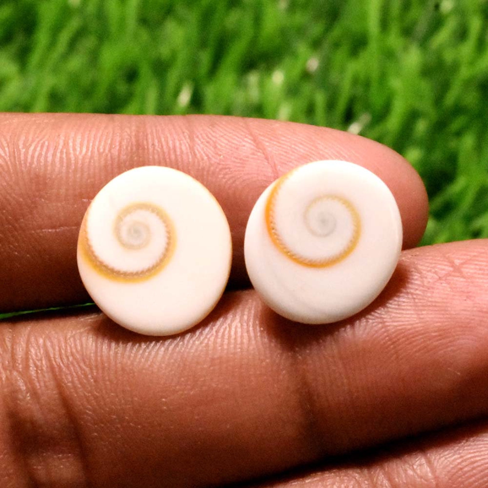11 Cts Shiva Eye Shell Gemstone Shiva Eye Shell Pair Shiva Etsy