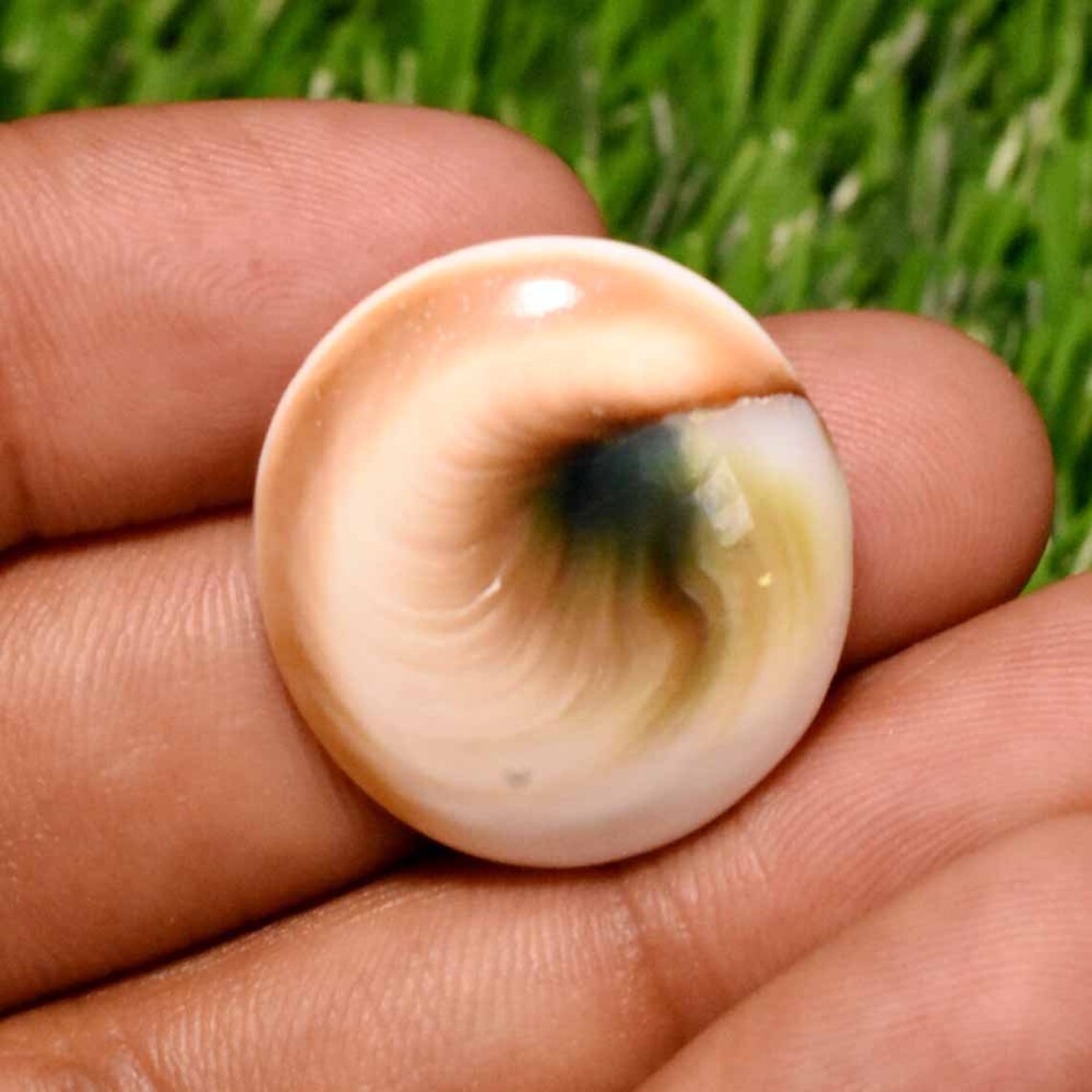 30 Cts Shiva Eye Shell Gemstone Shiva Eye Shell Shiva Eye Etsy