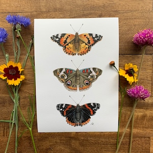 Butterfly Trio watercolor painting Giclee Print, Red Admiral, Buckeye, Painted Lady butterflies