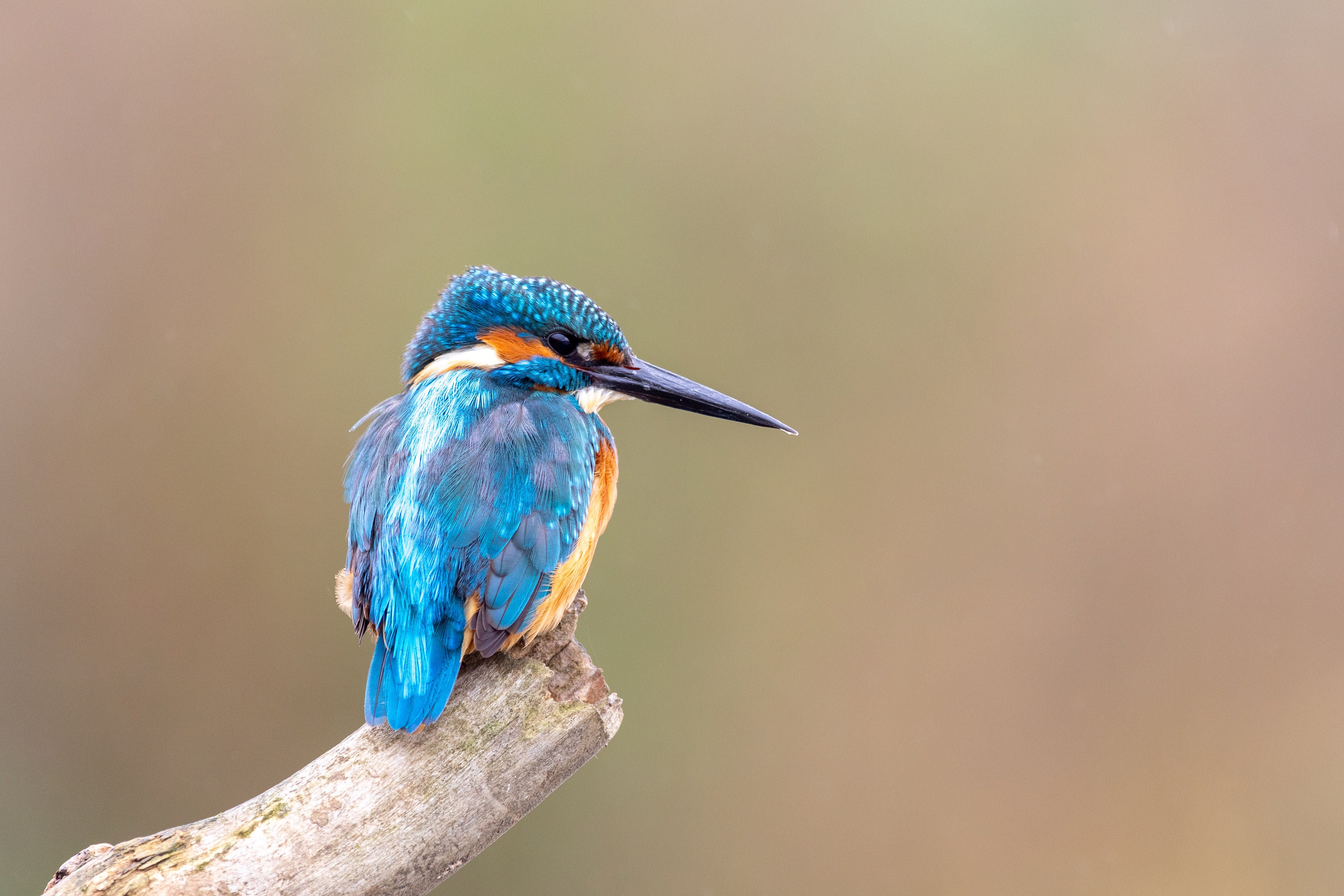 Framed photo animal picture wildlife Etsy