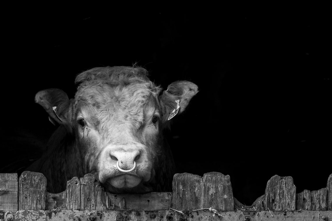 Framed photo animal picture wildlife Etsy