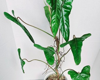 Philodendron Pinnatilobum aff - Rare Plant, Collector's Plant