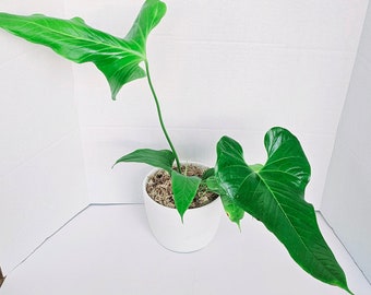 Anthurium Effusilobum - Rare Plant, Collector's Plant