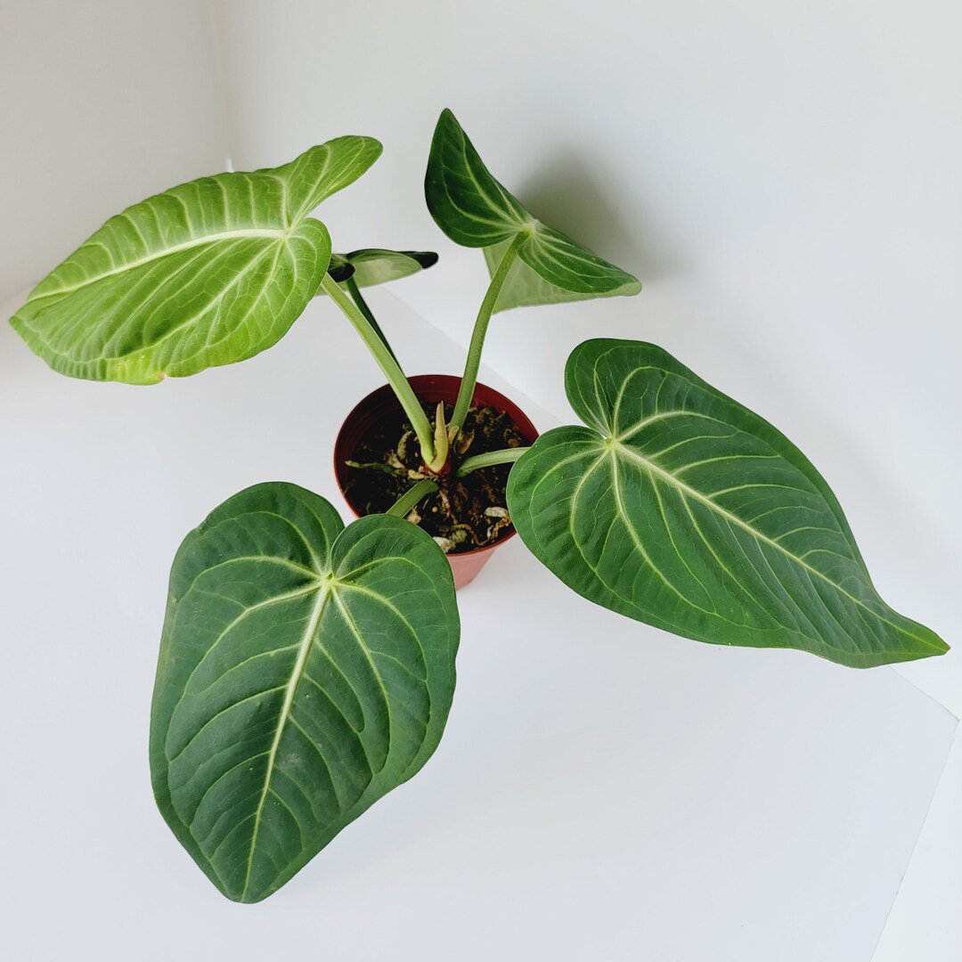 Anthurium Villenoarum X. Anthurium Pulcachense Full Plant - Etsy