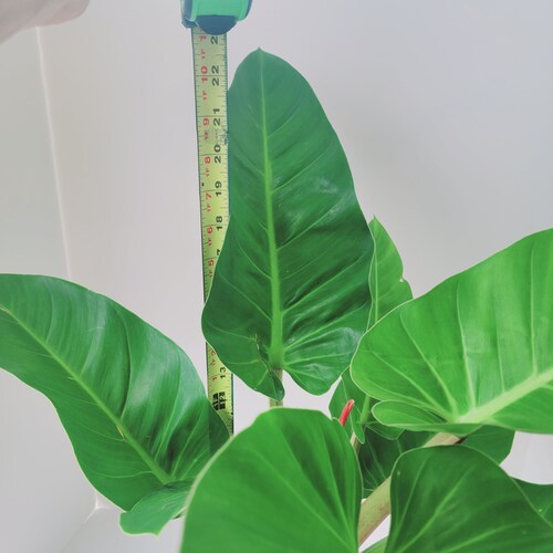 XL Philodendron Melinonii - FULL PLANT - well estabished 6 inch store pot