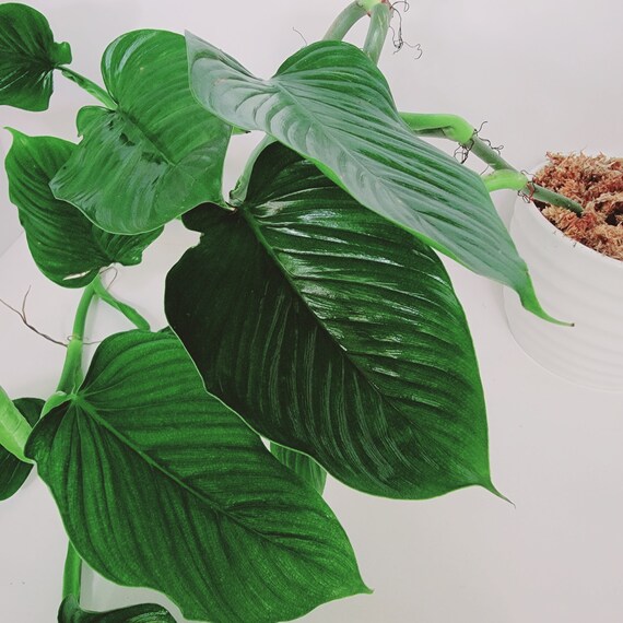 Philodendron Melanoneuron Cuttingscuttings Rare Etsy