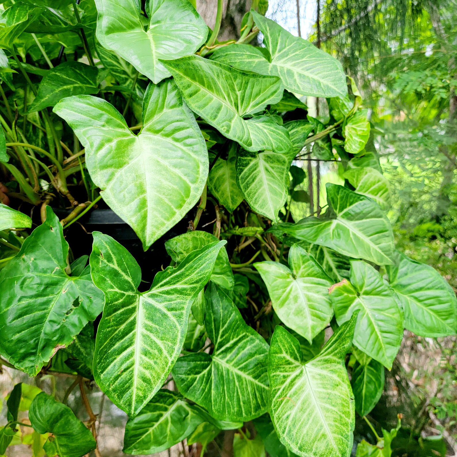 Syngonium Podophyllum glo-go Arrowhead Vine - Etsy