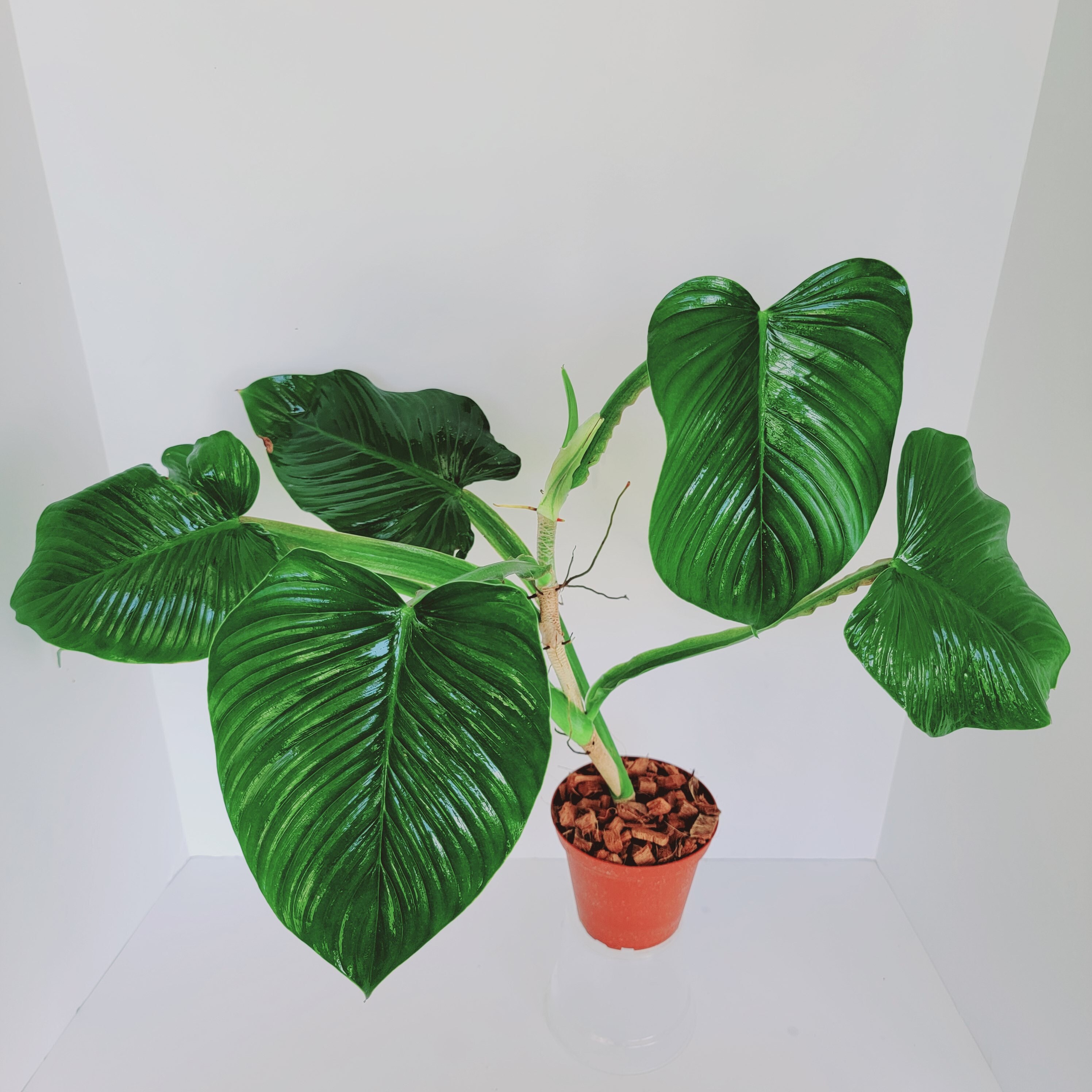 Philodendron alatiundulatum フィロデンドロン Philodendron alatiundulatum フィロデンドロン