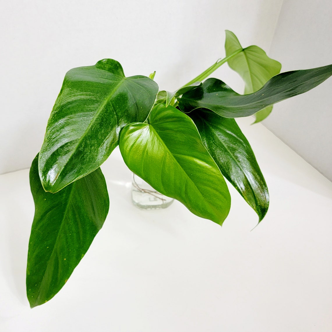 Philodendron Erubescens Green Emerald CUTTINGSCUTTINGS Etsy