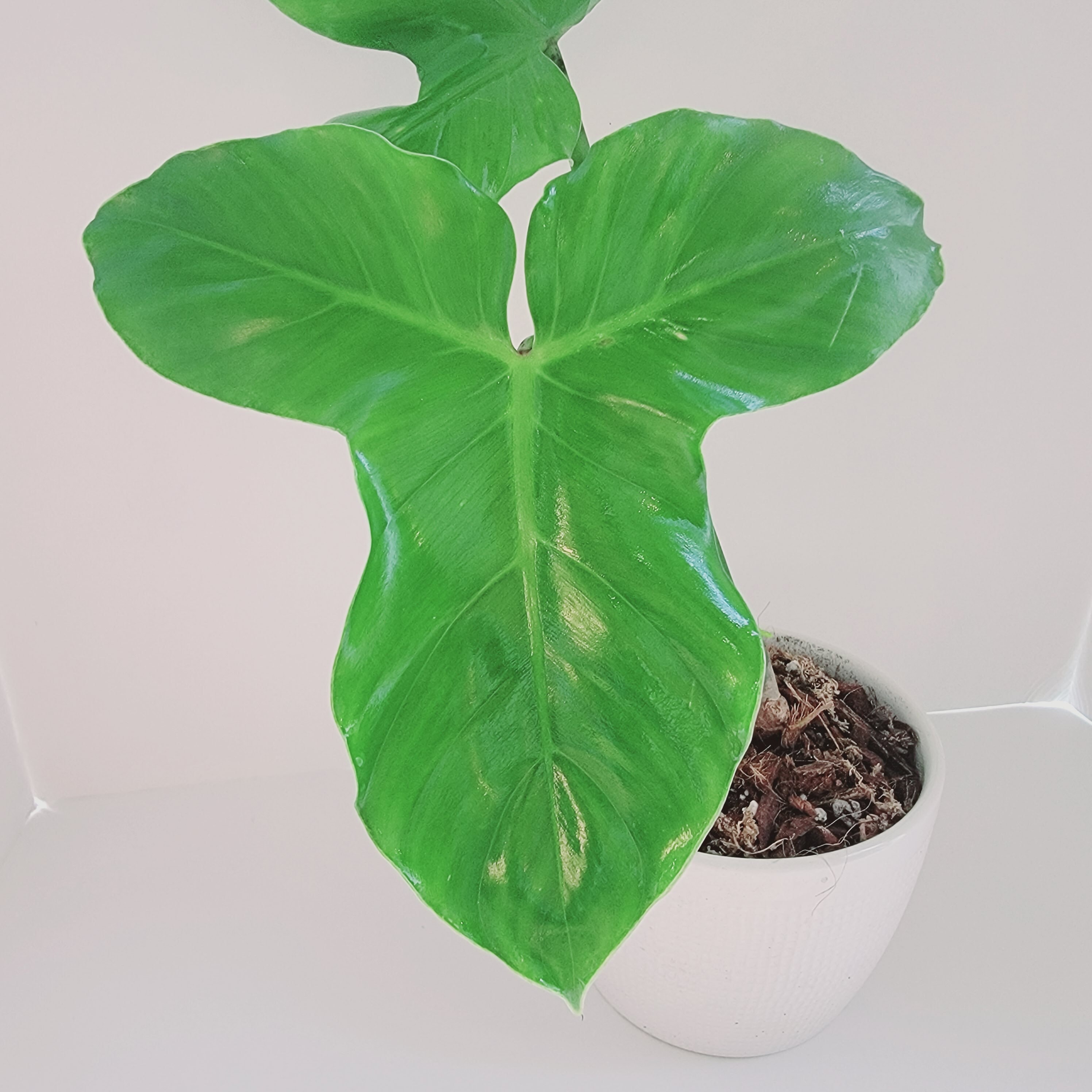 Monstera Deliciosa Cutting RARE FRUIT Bearing GIANT Mature Plant,  Guaranteed Over 2 Inches Thick Double Nodes New Leaves Fenestrated 
