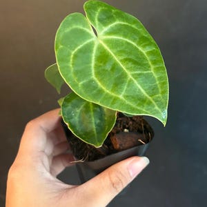 Anthurium Clarinervium - Growers Choice, Live indoor house plant, Dark Leaf anthurium, USA grown, Indoor grown