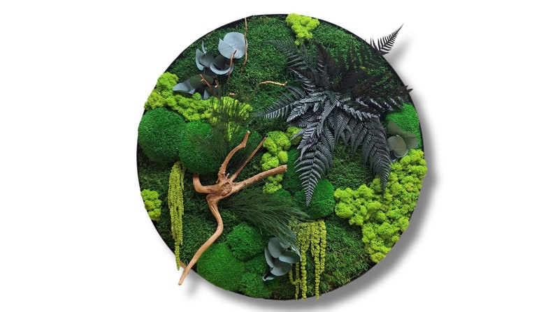 A picture of moss and ferns in a round frame to hang on the wall. Wall art with moss and plants. green vertical gardens. Green home accessories. Forest at home. Wall decorations