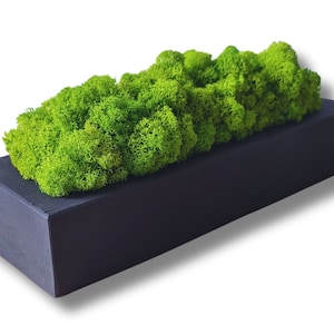 Op de afbeelding: Een rechthoekige zwarte plantenbak gevuld met geconserveerd groen mos. Het mos is in een natuurlijk, vloeiend patroon gerangschikt.