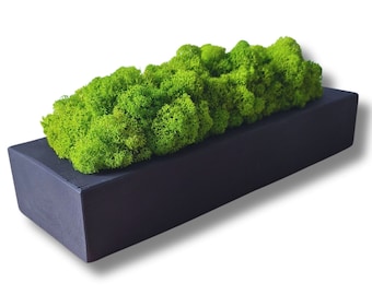 Reindeer moss wooden pot, wooden block with moss, preserved moss pot, natural moss home decor