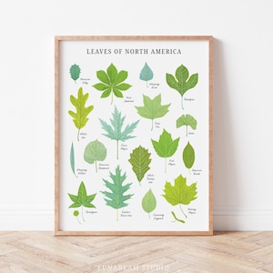 Feuilles d'arbres d'Amérique du Nord, oeuvre d'art murale, impression nature, affiche d'identification d'arbre, impression d'art guide de terrain, pépinière sur le thème de la nature