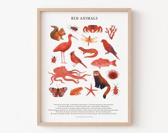 Scientific Illustration - Red Animal Art, Children's Art Print, Modern Gallery Wall Art, Learning Animals, Animal Kids Room, Educational Art