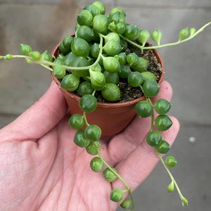 May include: A small brown pot containing a String of Pearls succulent. The plant has bright green, spherical leaves that spill over the pot's rim. The pot is held in a hand, showing the plant's trailing stems.