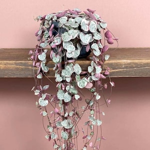 May include: A trailing plant with small, heart-shaped leaves that are green with white speckles. The stems are a deep pink colour. The plant is in a black pot and is hanging from a wooden shelf.