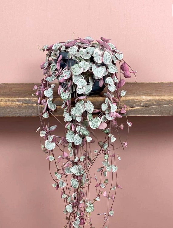 RARE Variegated string of hearts 9cm pot,   14cm hanging planter or cuttings