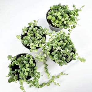 May include: Four small black pots containing String of Pearls succulents. The plants feature small, round, green and white variegated leaves that spill over the pot edges. The background is plain white.