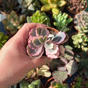 May include: A small succulent plant with green leaves and pink edges in a terracotta pot. The plant is being held in a hand.
