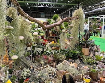 Tillandsia usneoides ‘Spanish Moss’ air plant