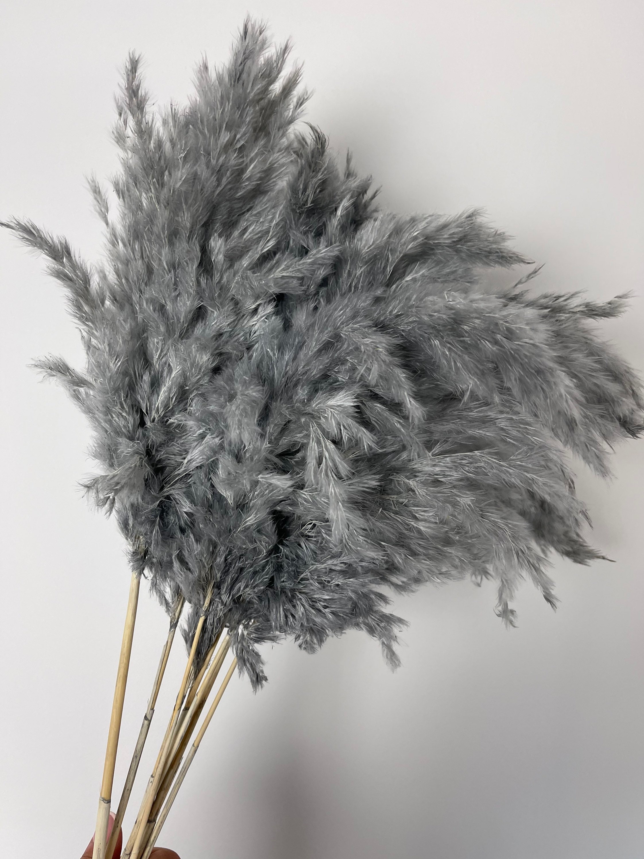 UK Pampas Grass Grey Pampas Grass Bouquet Dried Flowers Etsy UK