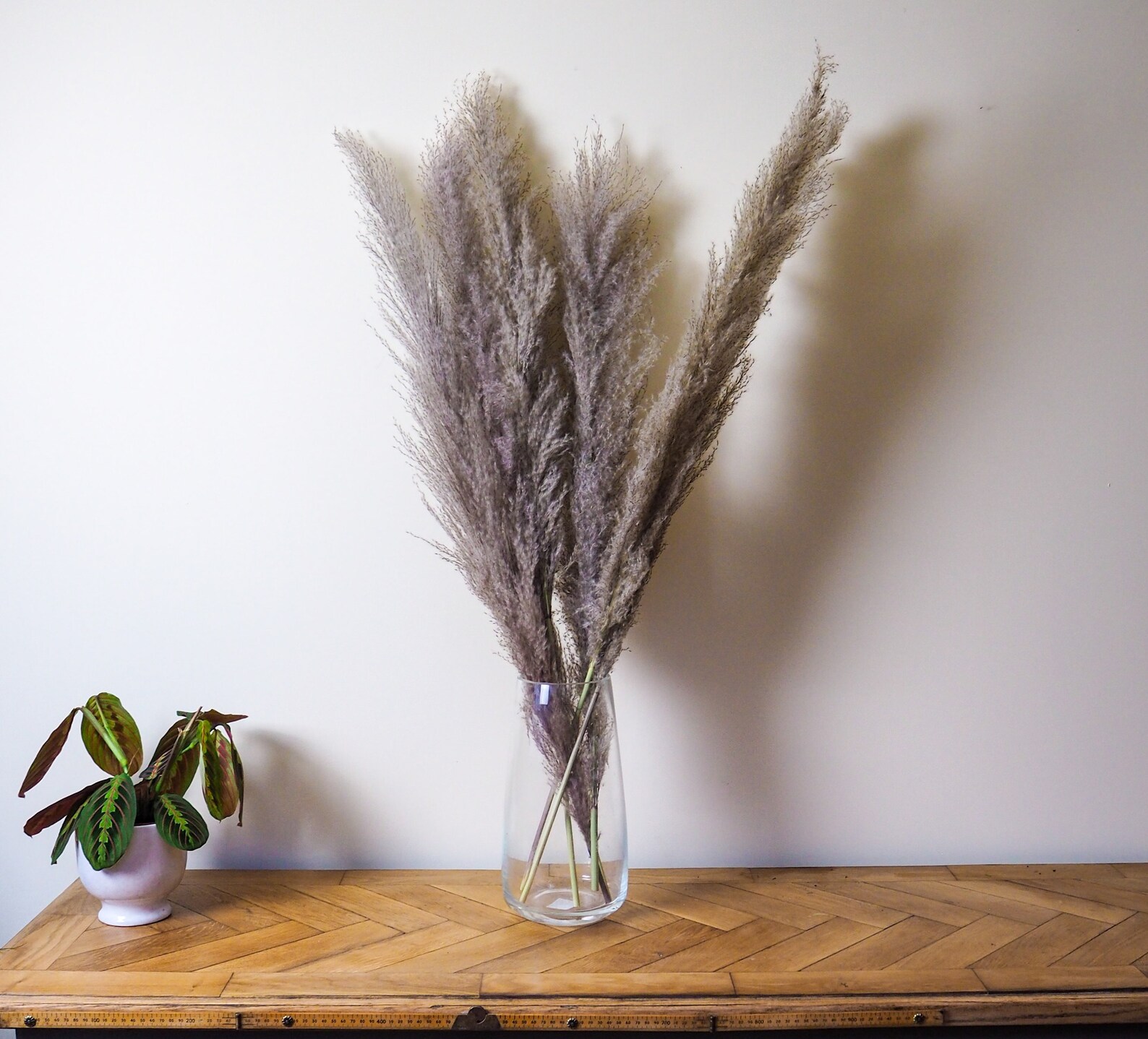 UK Pampas Grass Grey Large Pampas Grass Stems Pampas Grass Etsy