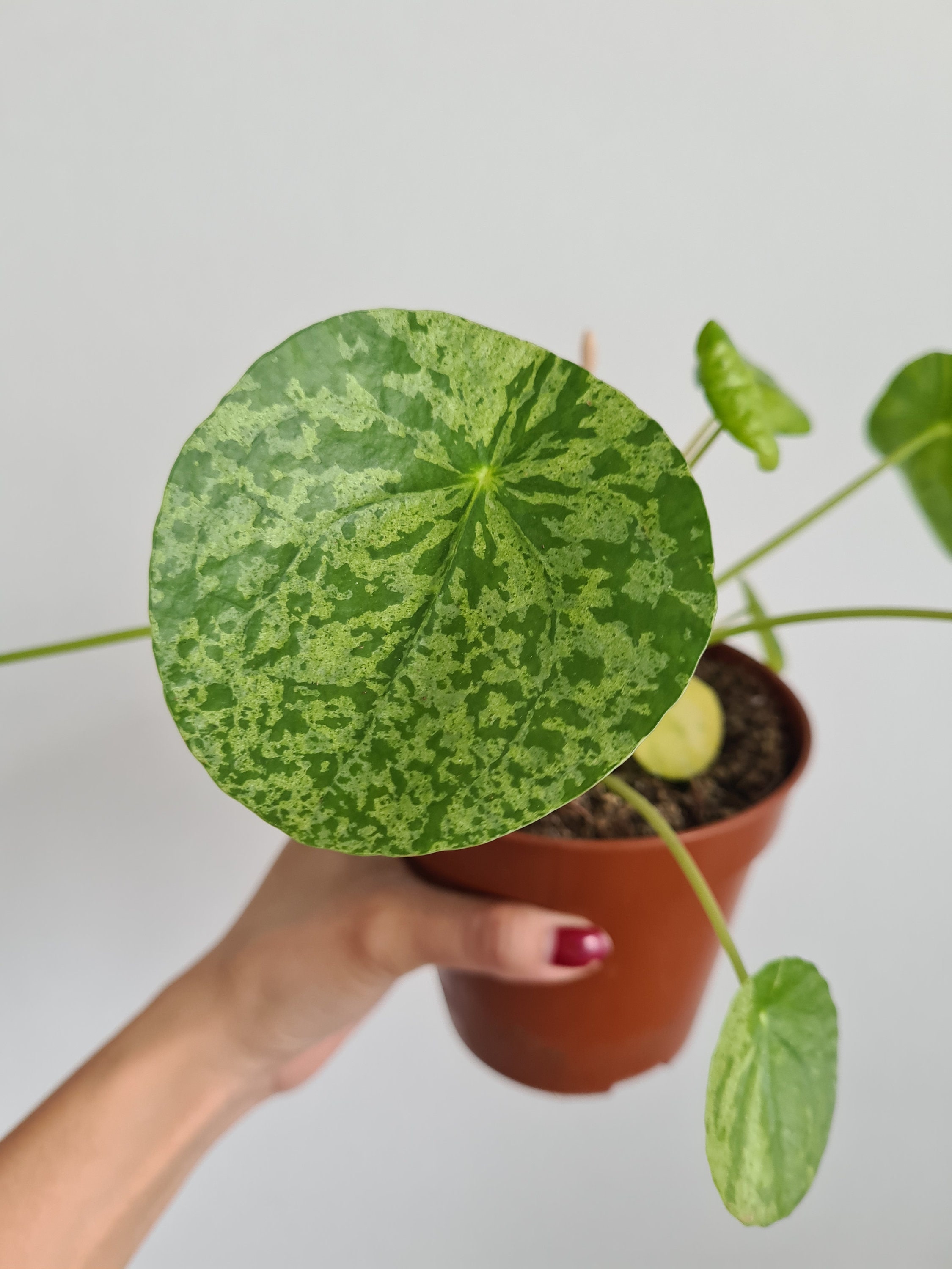 Plante Pilea Mojito