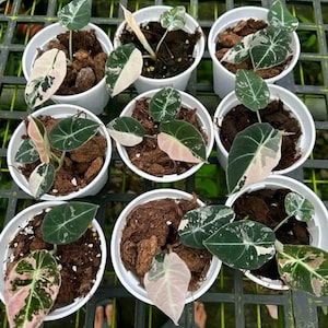 Alocasia Black Velvet Pink Variegated Corm - Etsy