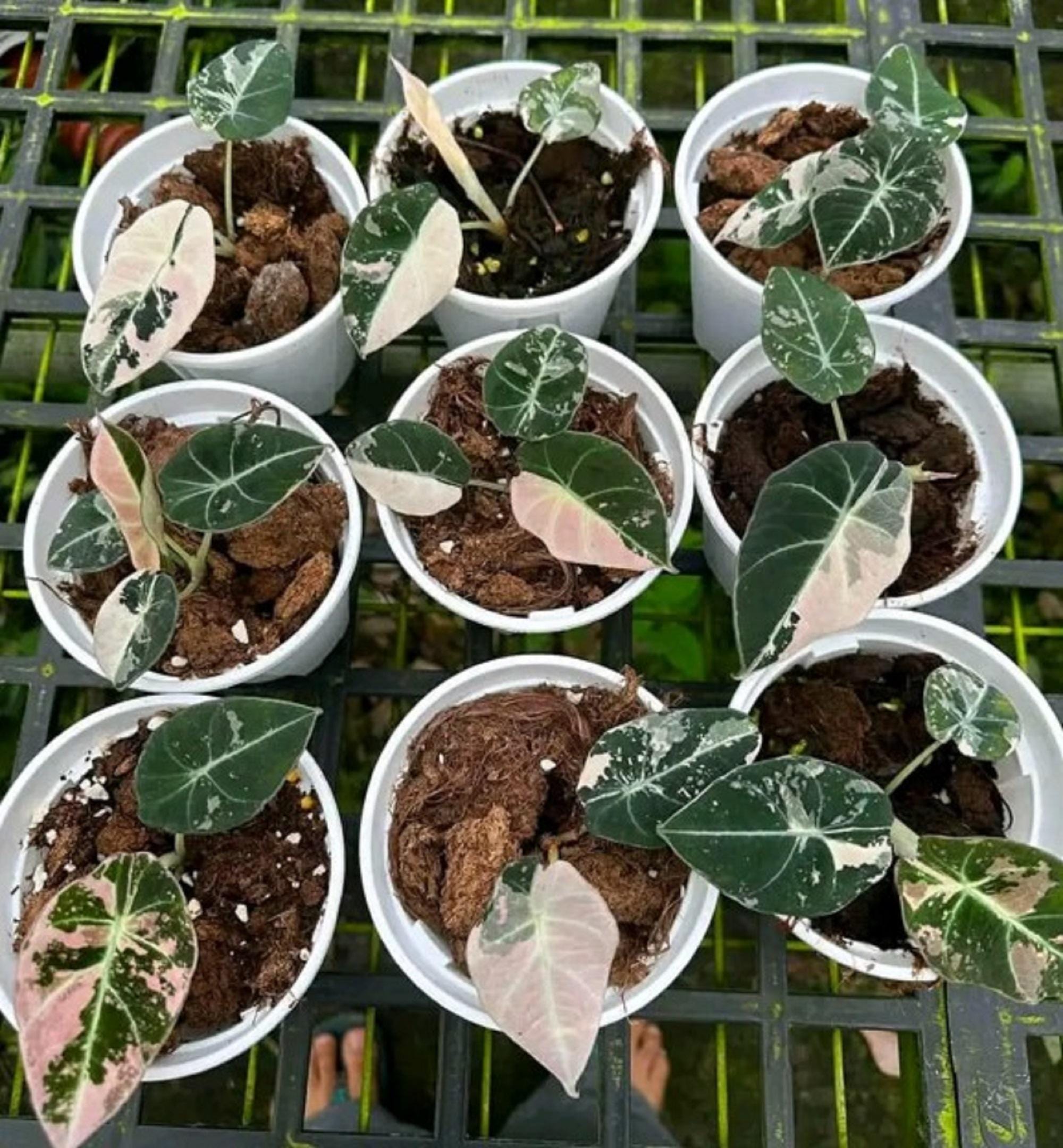 Alocasia cuprea pink - Etsy 日本 Alocasia cuprea pink - Etsy 日本