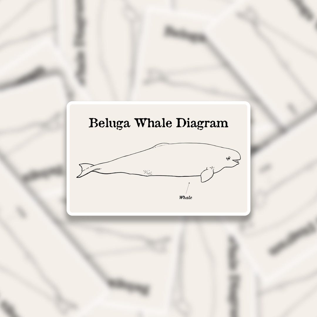Beluga Whale Diagram Sticker - Funny Meme Decal for Laptop or Water ...
