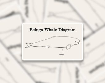 Beluga Whale Diagram Sticker - Funny Meme Decal for Laptop or Water Bottle