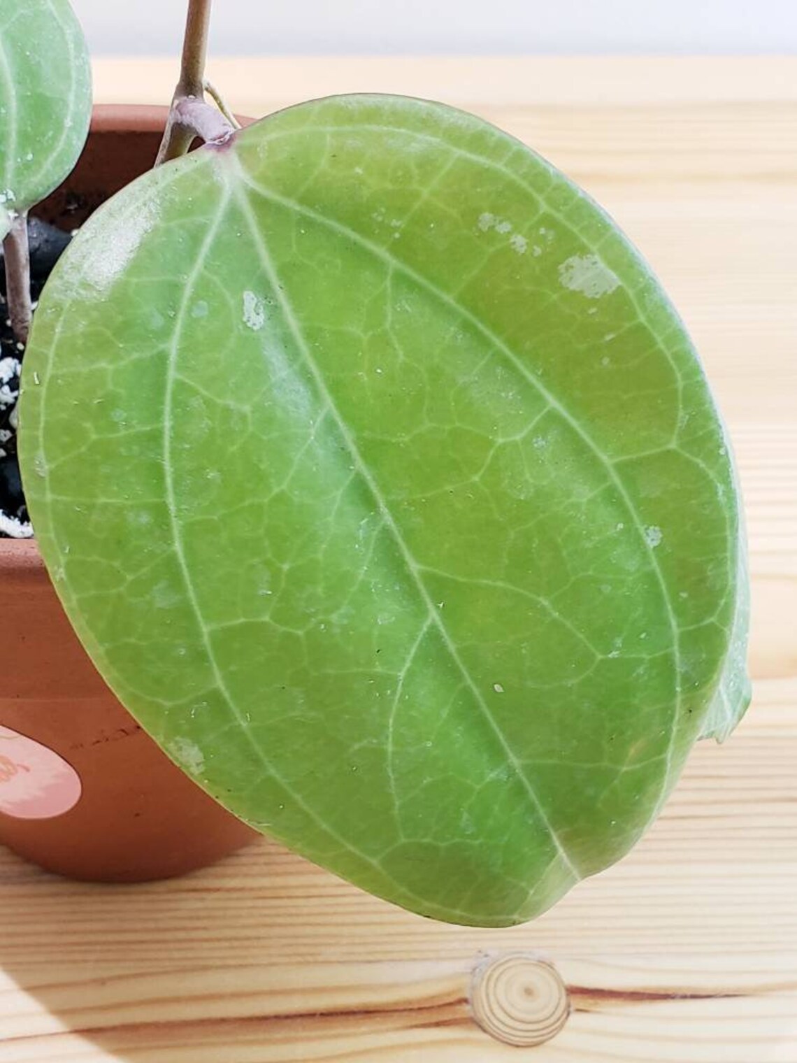 sarawak hoya sarawak hoya