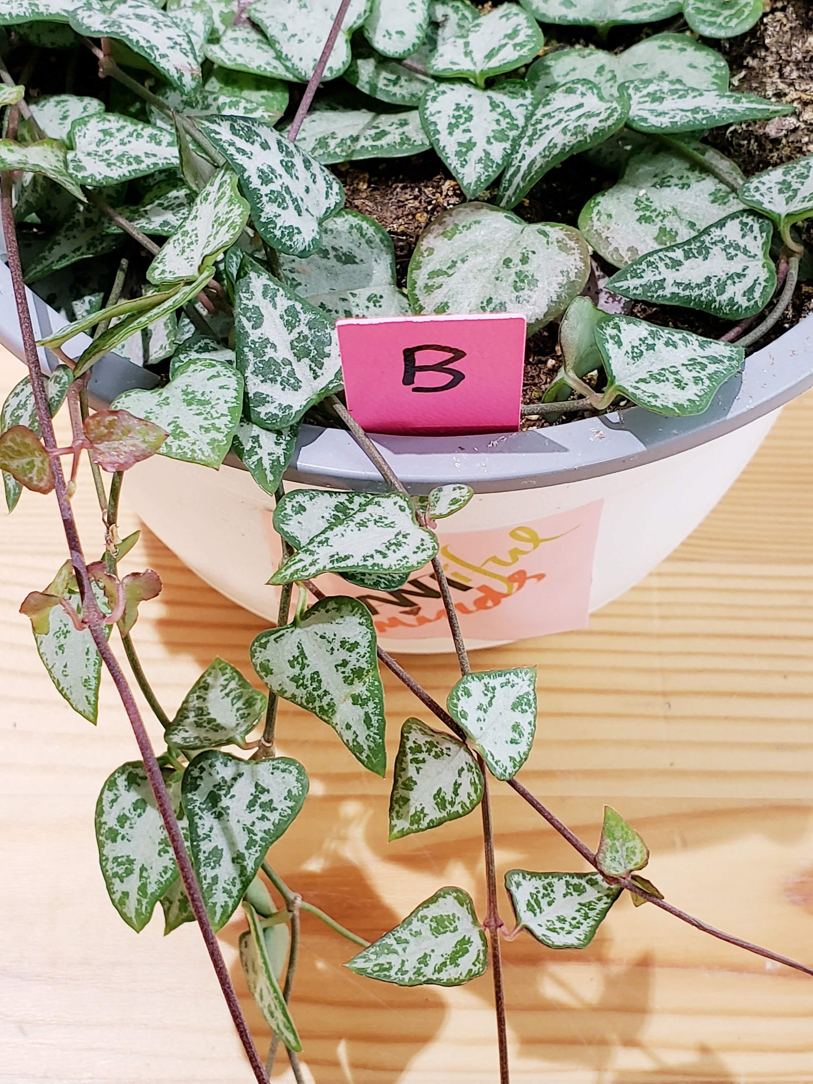 string of spades flowers string of spades flowers