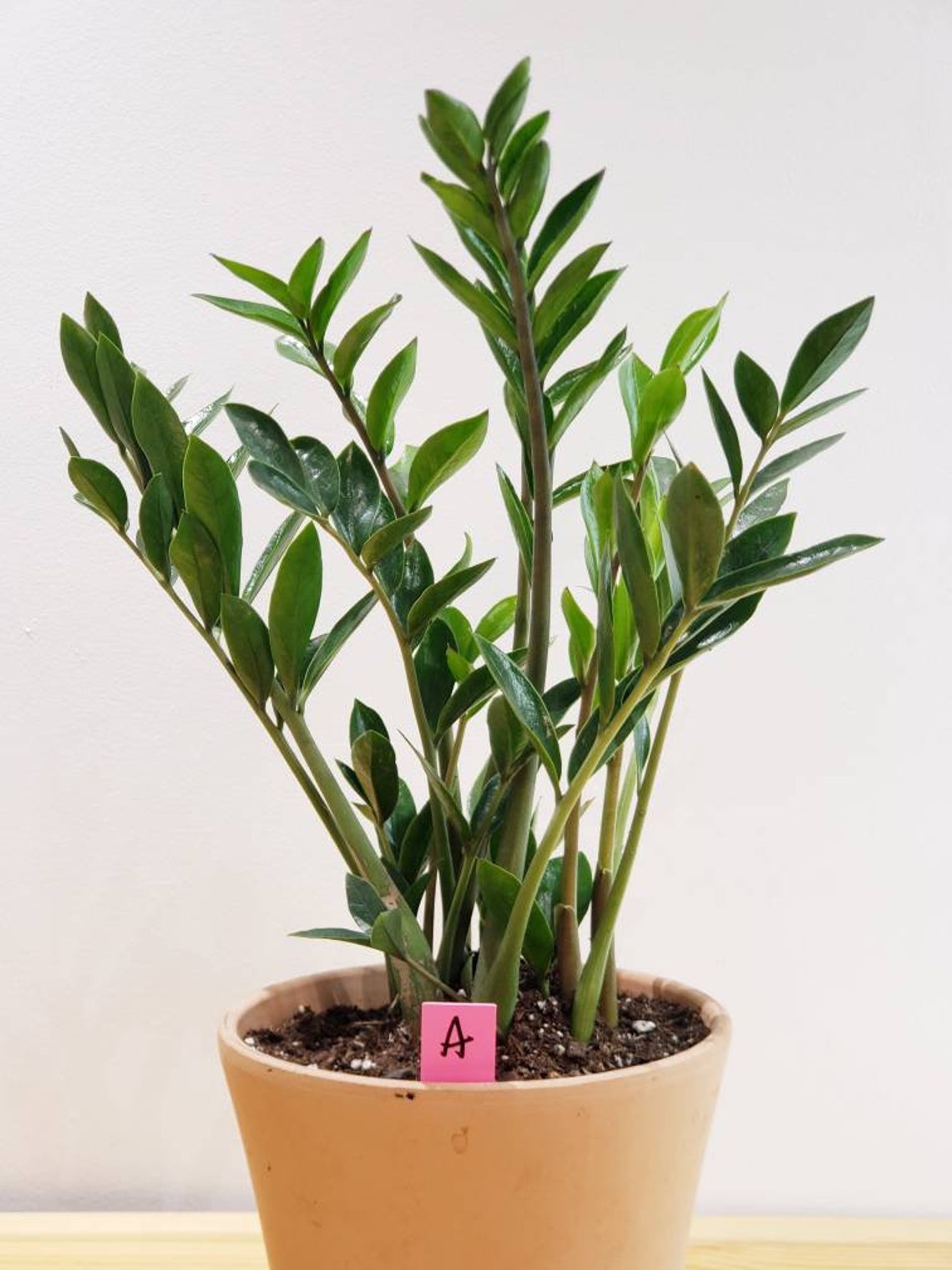 Rare ZZ plant 'Zamicro' 6/miniature ZZ Etsy