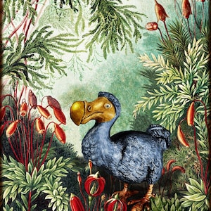 Oiseau Dodo, dodo d'Alice au pays des merveilles, art oiseau, nature, art numérique affiche d'art, impression numérique, art dodo