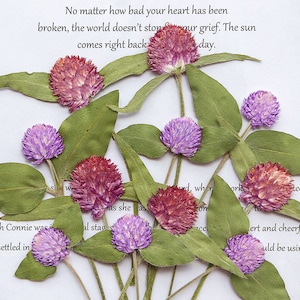 Gomphrena Globosa seca prensada con tallos, listo para enviar, flor prensada, bricolaje de joyería, suministros de resina, fabricación de tarjetas de boda, decoración de paredes