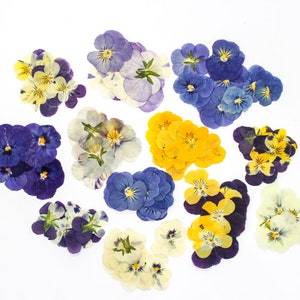 12 pezzi di fiori di viola del pensiero essiccati e pressati naturali per resina, gioielli fai da te, fornitura di resina, artigianato per la creazione di biglietti, nail art, resina fusa, pronti per la spedizione