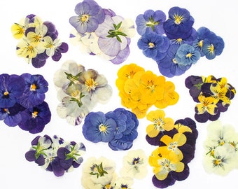 12pcs Natural Pressed Dried  Pansy Flowers for Resin,Jewelry DIY,Resin Supply,Card Making Crafts,Nails Art,Resin Cast,Ready to ship