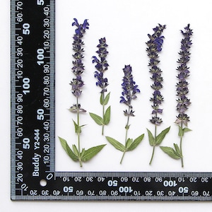 May include: Five sprigs of purple salvia flowers with green leaves arranged in a row against a white background. A black ruler is placed at the bottom of the image for scale.