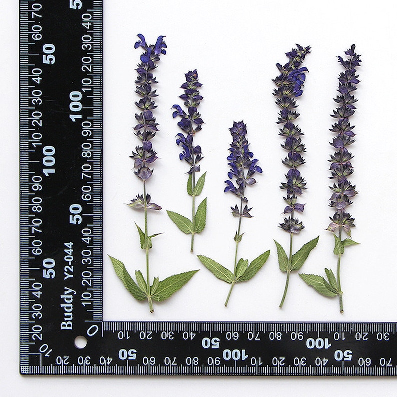 May include: Five sprigs of purple salvia flowers with green leaves arranged in a row against a white background. A black ruler is placed at the bottom of the image for scale.