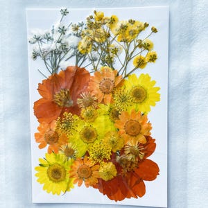 Flores e folhas secas prensadas para resina, prontas para envio, joias faça você mesmo, suprimentos de resina, fabricação de cartões de casamento, arranjos florais, cartões comemorativos