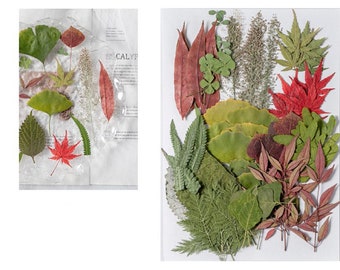 Jumbo Pack Dried Pressed Flowers and Leaves for Resin,Ready to Ship,Resin Supply,Wedding Card Making,Floral Arrangement,Frame Decoration
