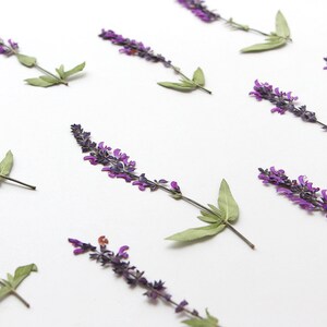 May include: Purple and green dried flowers arranged in a diagonal pattern on a white background.