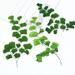 May include: Four sprigs of Maidenhair fern with small, fan-shaped green leaves and thin, dark stems are arranged on a white background. The leaves vary in shades of green, and some are translucent. A torn piece of paper with text is in the background.