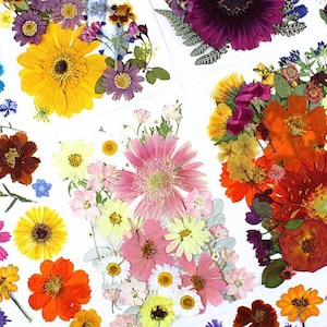 35 grandes fleurs et feuilles séchées pressées pour résine, prêtes à être expédiées, fourniture de résine, fabrication de cartes de mariage, composition florale, décoration de cadre