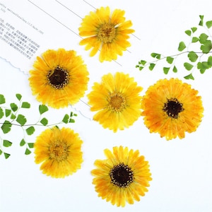Flores de caléndula amarillas secas prensadas para resina, listas para enviar, bricolaje de joyería, suministros de resina, fabricación de tarjetas de boda, arreglos florales, saludo