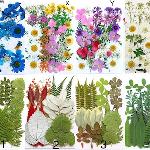 Flores y hojas secas prensadas para resina, listas para enviar, joyería DIY, suministro de resina, creación de tarjetas de boda, arreglos florales, tarjetas de felicitación.